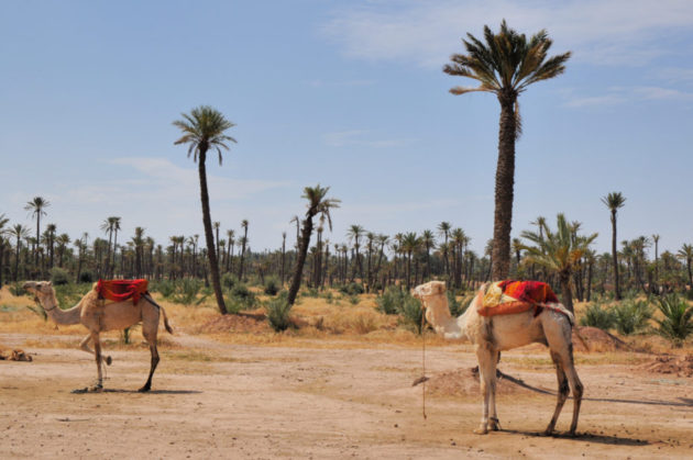 météo marrakech novembre climat