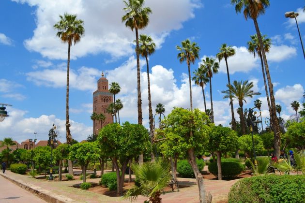 marrakech palmier