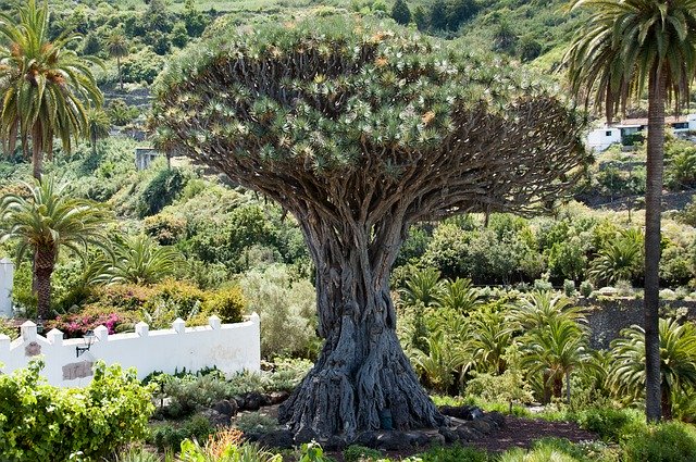 meteo tenerife janvier