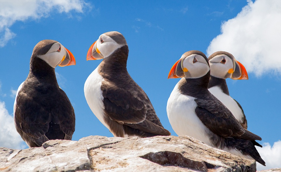 macareux iles westmann itineraire islande