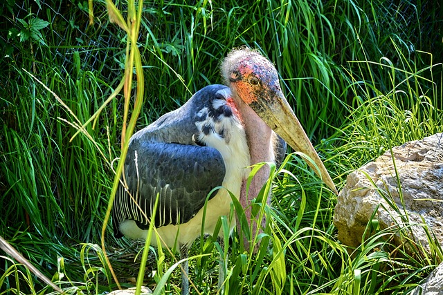 parc des oiseaux