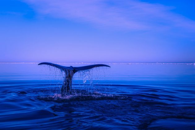 que voir en islande ? baleine
