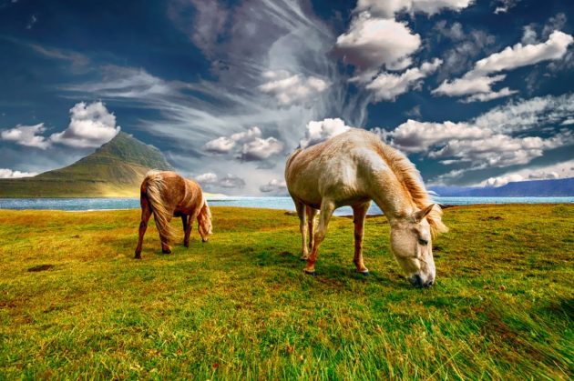 quoi faire en islande du cheval