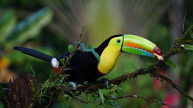 Voyage au Costa Rica