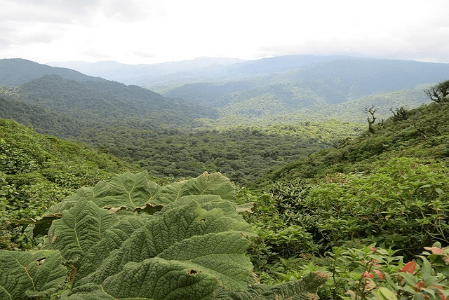 Vacance au Costa Rica cette année