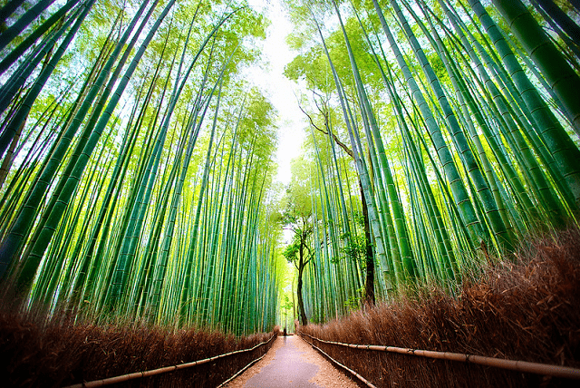 Les destinations incontournables du Japon