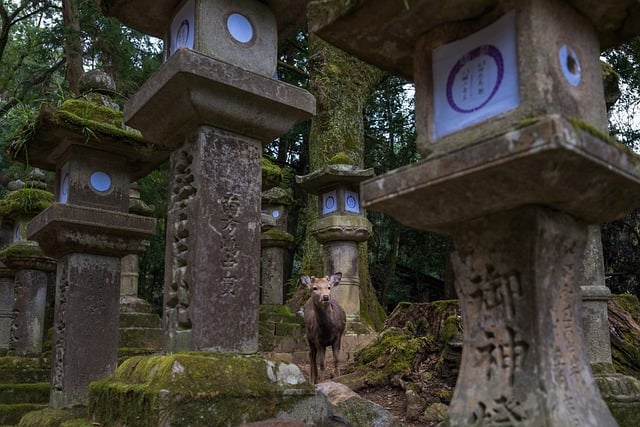 Voyage et tourisme Japon