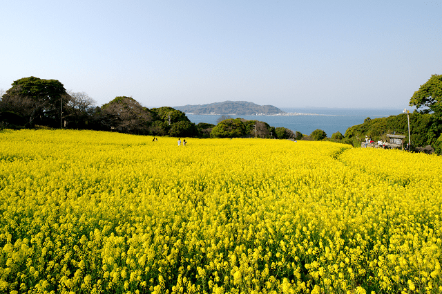 Explorer les îles japonaises