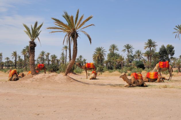 marrakech en decembre